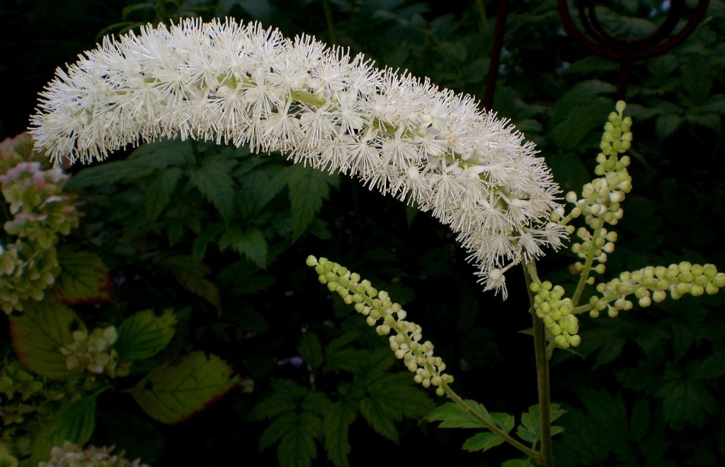 black cohosh 969277 1920