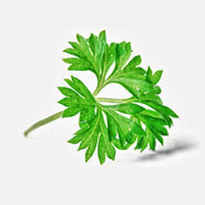 parsley